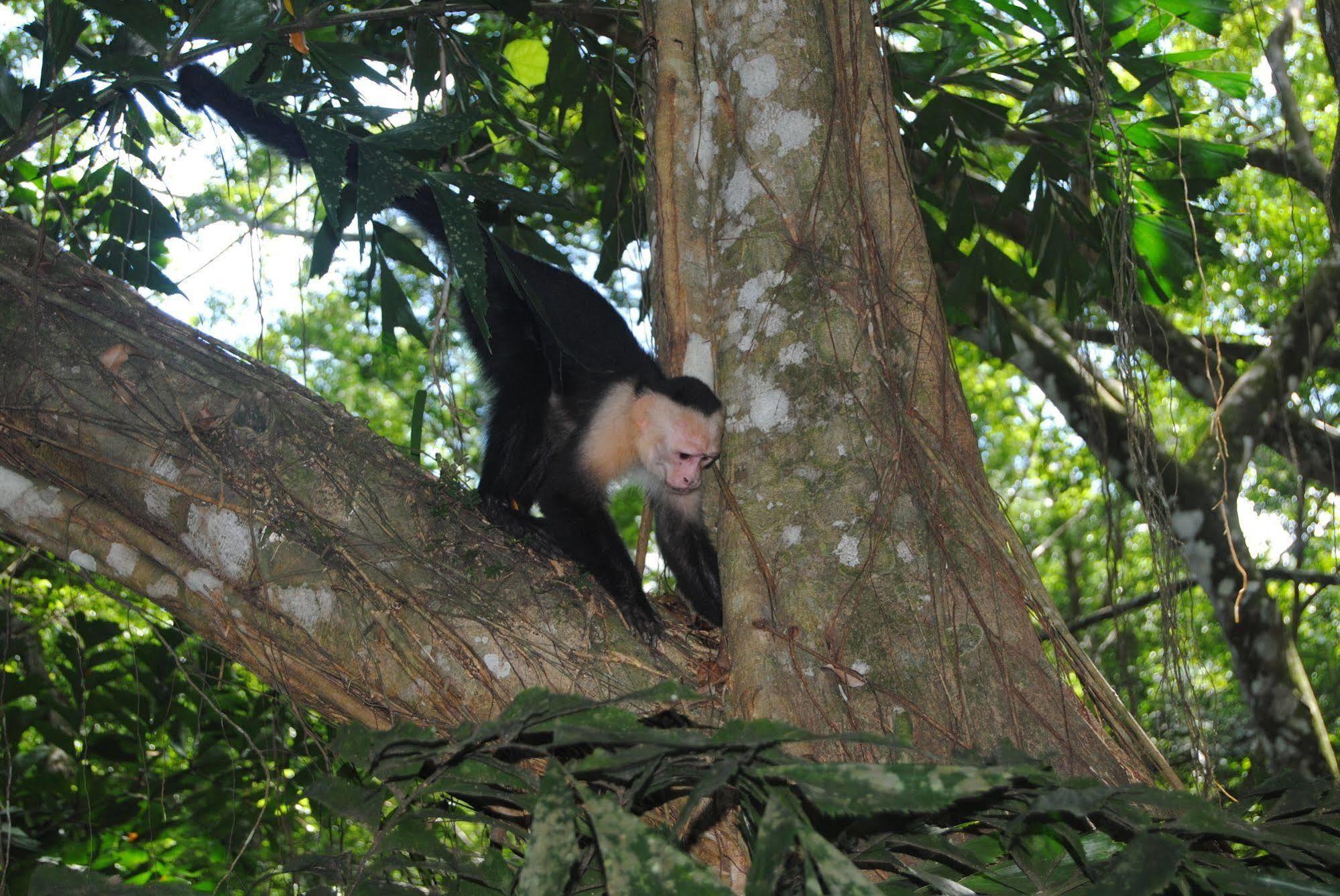 Jungle Beach Hotel Manuel Antonio Zewnętrze zdjęcie